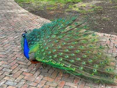 Mattie's At Green Pastures