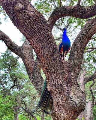 Mattie's At Green Pastures