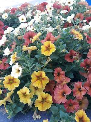 Best Chinese Restaurant