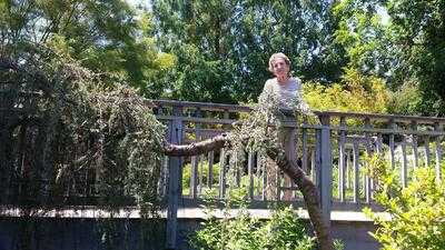 Lora Robins Tea House