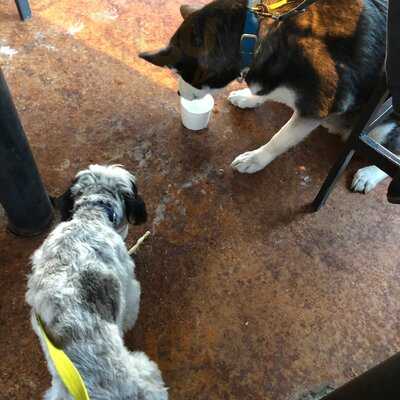 Twin Peaks Restaurants