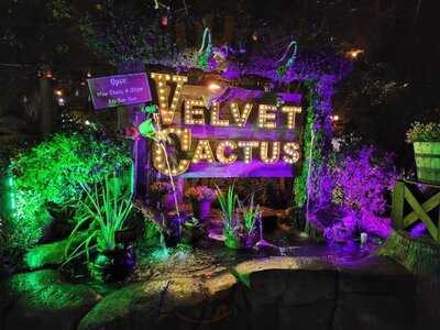 The Velvet Cactus