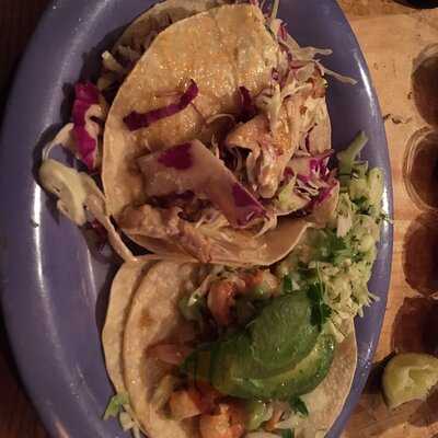 The Little Chihuahua