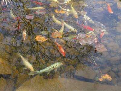 Kabuto Japanese Steak House