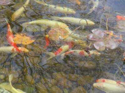 Kabuto Japanese Steak House