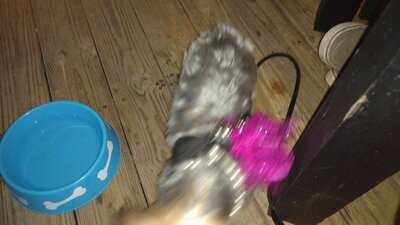 Green Iguana Bar & Grill