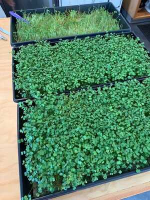 Fiddlehead Fern Cafe