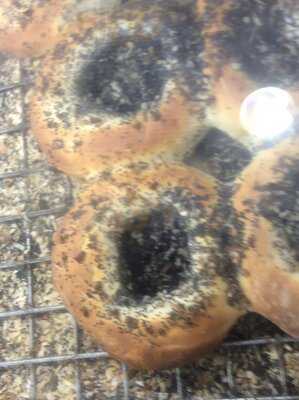 Block's Bagels, Bakery & Deli