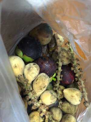 The Great Food Exposition