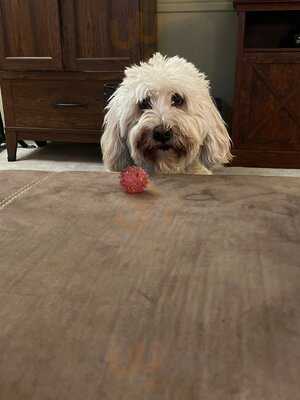 Bobby's Burger Palace