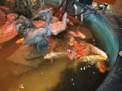 Hibachi Sushi Buffet