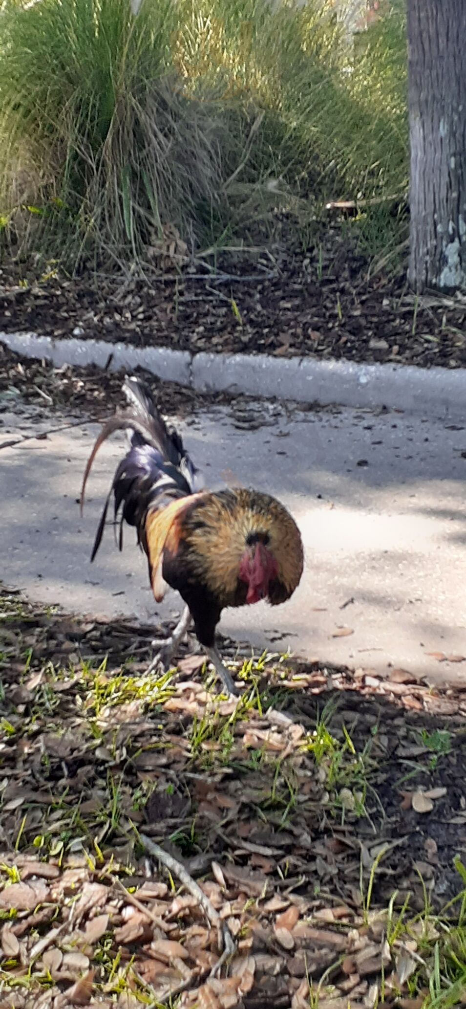 Tony's Ybor Restaurant