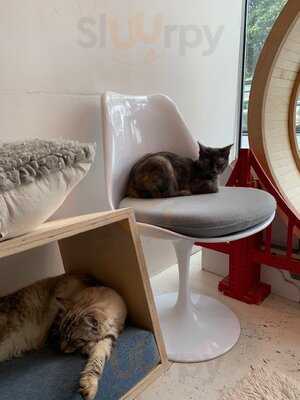 Kittea Cat Lounge