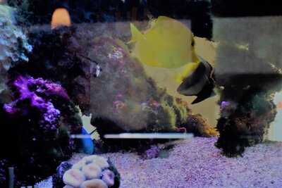 Pho Point Loma And Grill Restaurant