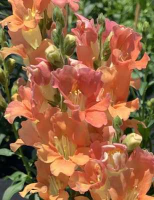 Duos @ Eskenazi Health