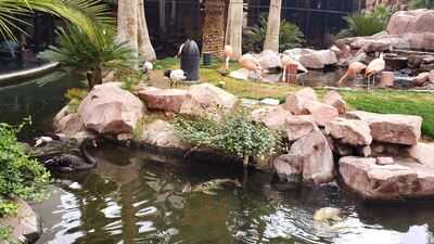 Paradise Garden Buffet