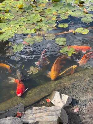 Burger Bar At Gallo's