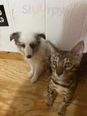 Dimassi's Mediterranean Buffet