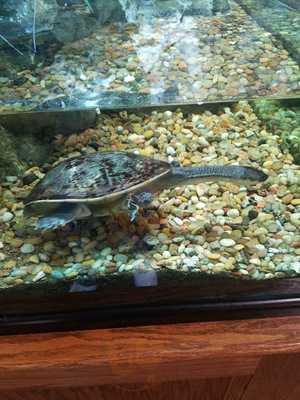 Dickey's Barbecue Pit