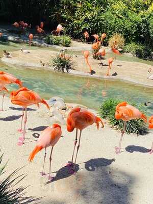 San Diego Zoo Sandwich Company