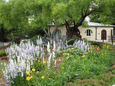 Rosella At The Garden