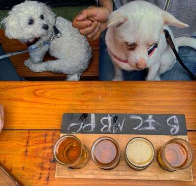 San Francisco Brewing Co.