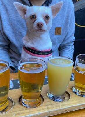 San Francisco Brewing Co.