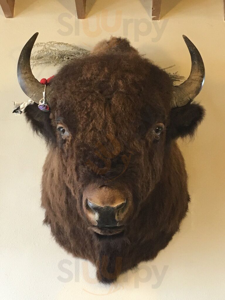 Bison