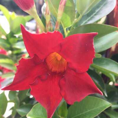 Broken English Tacopub Lincoln Park