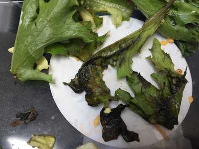 Cheesecake Scoop Cafe