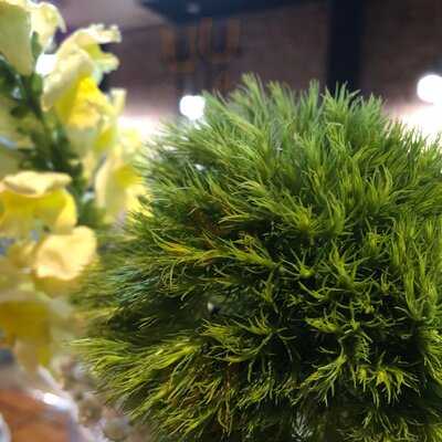 Black Nile Seafood & Soul Food