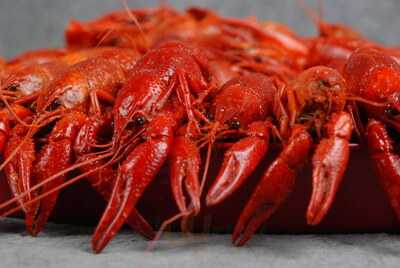 Crawfish Lovers