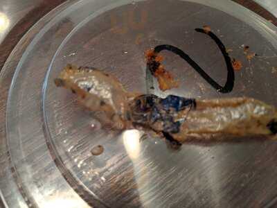 Willy's Mexicana Grill