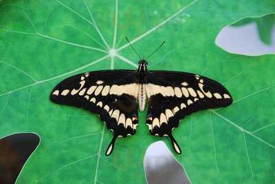 Pacific Science Center Cafe