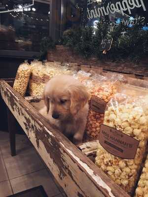 Miss Hannahs Gourmet Popcorn