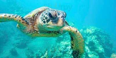 Shanghai Grill Restaurant