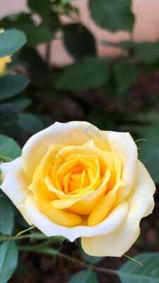 Flower Cafe At Linda's