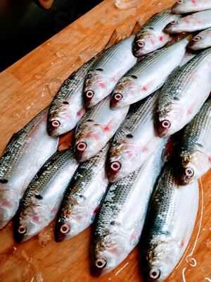 Sakana Omakase Sushi