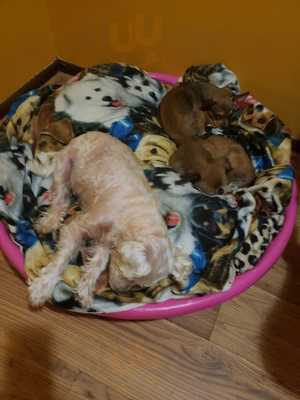 Church's Texas Chicken