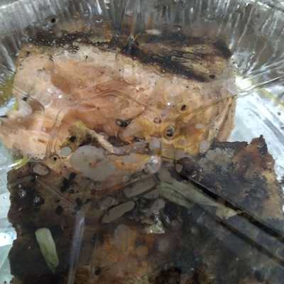 La Estrella Del Castillo