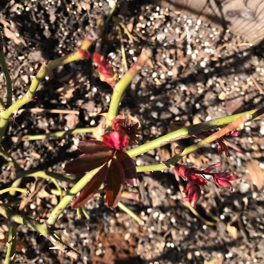 Cafe Panino Mucho Giusto