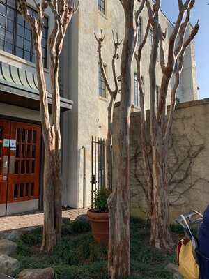 Rembrandt's Coffee House