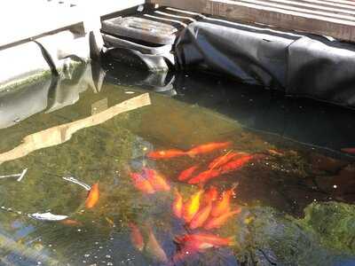 Namu Restaurant & Coffee Bar