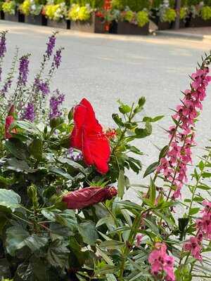 Mia's Italian Kitchen