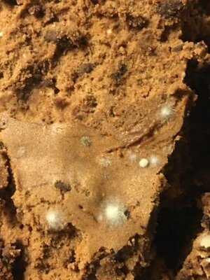 Mcgrath's Fish House