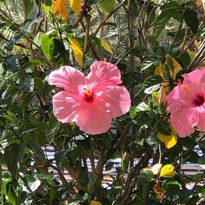 Manor - Hilton West Palm Beach