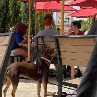 Lazy Dog Restaurant & Bar