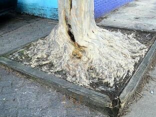 Devine's Restaurant & Sports Bar