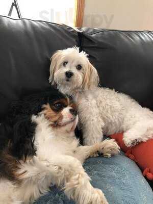 Cafe Hollander Madison Wi