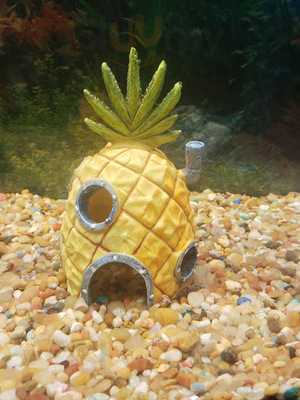 Ichiban Japanese Steak House